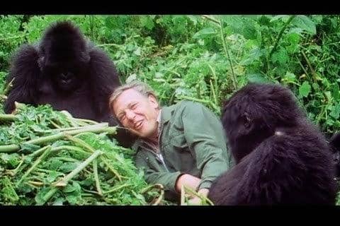 David Attenborough enjoys a close encounter with gorillas in Rwanda.