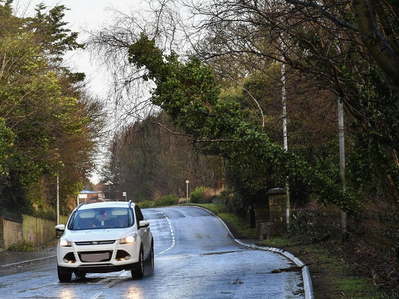Tree on Culmore Road damaged by Storm Éowyn . Photo: George Sweeney