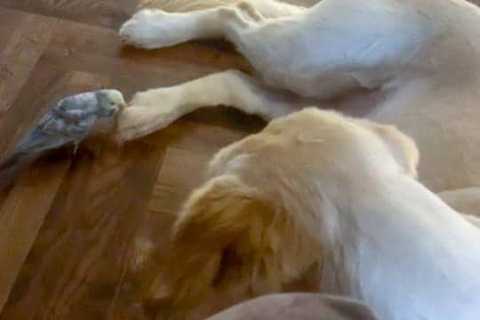 Little budgie Joey nibbling the paw of bemused dog Rue.