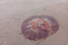 A Lion’s Mane jellyfish was spotted washed up on the shoreline of a popular Inishowen beach at the weekend.
