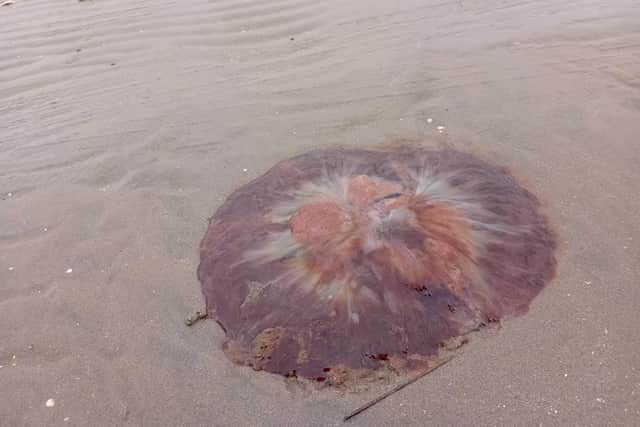 A Lion’s Mane jellyfish was spotted washed up on the shoreline of a popular Inishowen beach at the weekend.