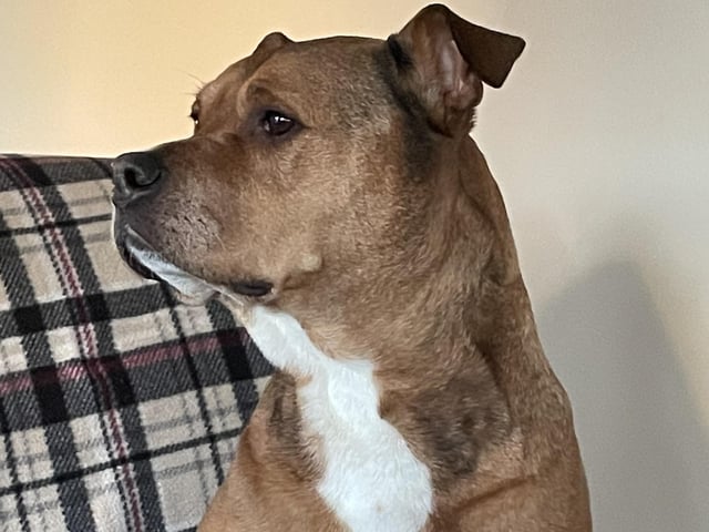 A selection of pictures sent in by Derry Journal readers of their beautiful dogs.