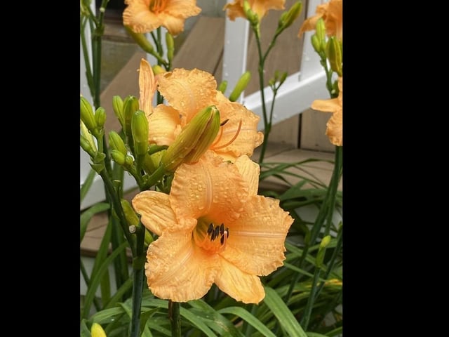 Rhiannon Ó Donnabháin's flowers