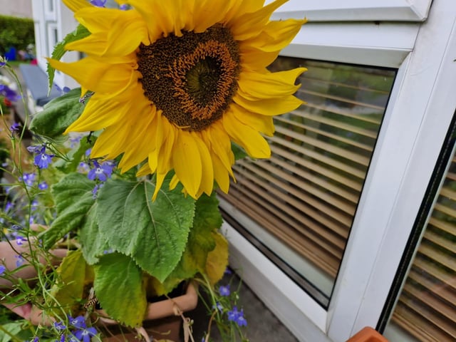 Sunflowers big and small provide a source of pollen and nectar.