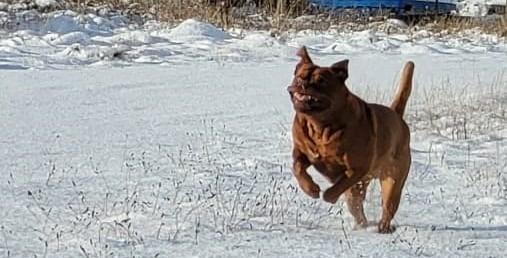 The delightful dogs of Derry and Inishowen, as sent in by proud Derry Journal readers.