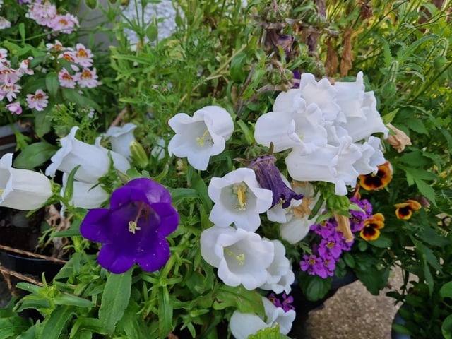 Canterbury Bells - Probably my own personal flower of the year, these stunning biennials grow easily from seed and come in shades of dark and light blue, pink and bright white. This late spring, early summer bloomer will provide a magnificent display for weeks on end, and they last well in a vase. Of everything I've grown this year, this is the one people commented on most, and the one most people can't believe is a real plant because they look almost too perfect. The only thing is though their big blooms can make them top heavy and they can flop over in wind and rain so plant close together and maybe have a few stakes and a bit of string ready for when the flowers are about to pop. Photo: Brendan McDaid.