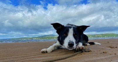 Part two in a collection of pictures of the beautiful dogs of Derry and Donegal, sent in by Derry Journal readers.