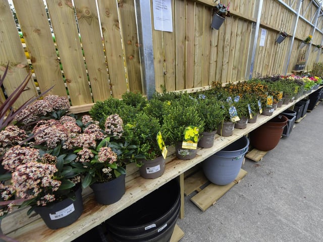 There's a huge range of plants and shrubs at the newly opened Garden Centre in the Inishowen Cooperative Centre in Buncrana. Photo: George Sweeney