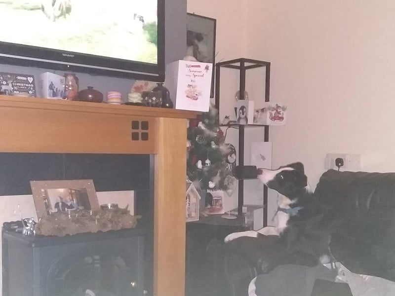 Jovi the sheepdog working from home