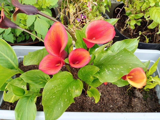 Calla lilies - Not really a lily at all, these stunning flowers were extremely easy to grow from bulb and were already flowering two months after being tossed into pots. They come in a striking array of colours and I've grown orange, purple, black and lemon varieties this year. They are not hardy though so you have to lift the bulbs after the first killing frost in late autumn or early winter, air dry them and store them for next year. But they are worth it. Photo: Brendan McDaid.