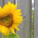 A honey bee by a sunflower in Derry.