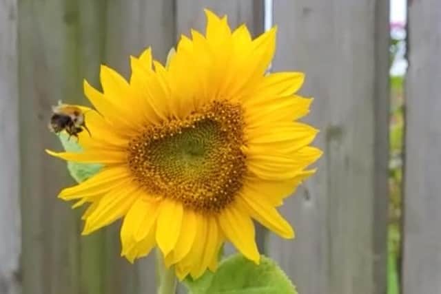 A honey bee by a sunflower in Derry.
