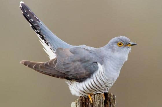 An adult cuckoo.