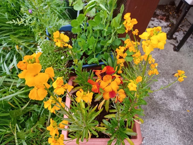 Wallflowers are an early food source.