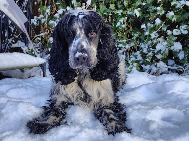 The delightful dogs of Derry and Inishowen, as sent in by proud Derry Journal readers.