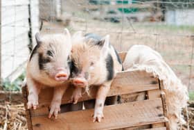 Pigs make amazing pets - Animal News Agency