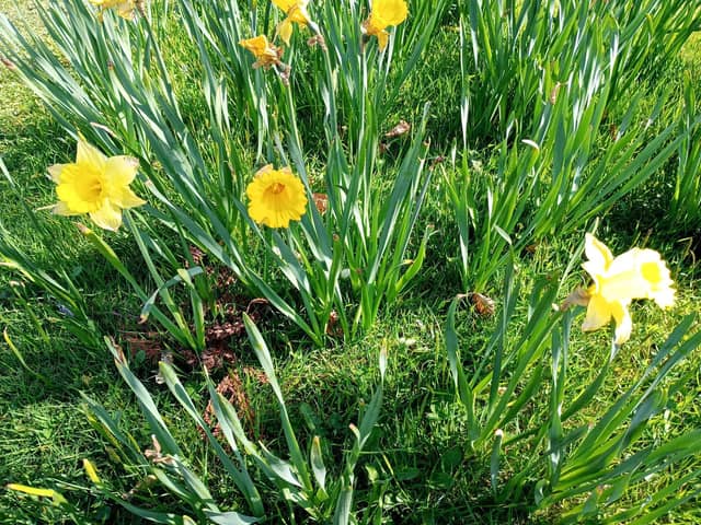 All parts of the daffodil, especially bulbs, contain levels of lycorine, a toxic acid.