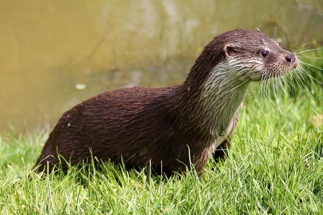 The otter