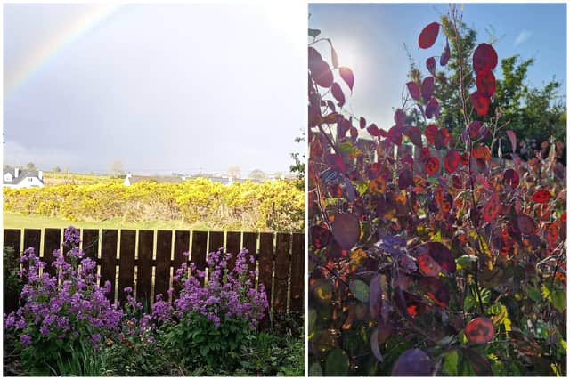 Honesty produces purple flowers in April which are a magnet for pollinators.