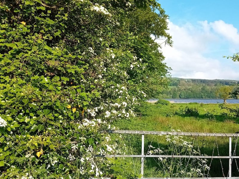 A hawthorn out the 'Line'.