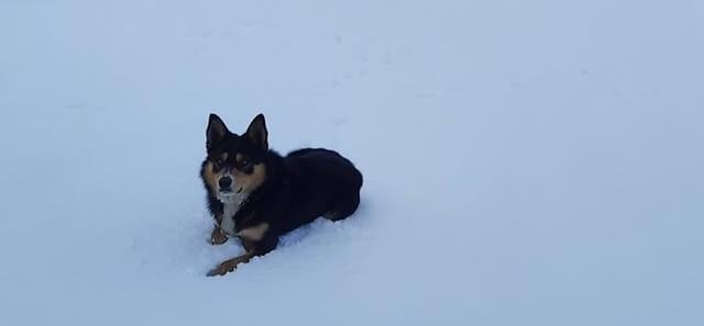 A selection of pictures sent in by Derry Journal readers of their beautiful dogs.
