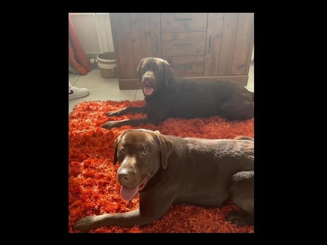 Double trouble with these two gentle giants