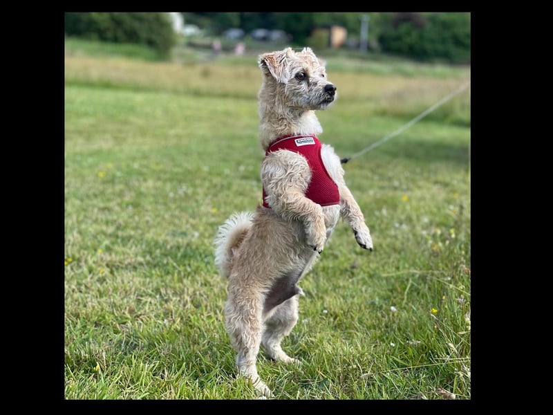 Coco pretending to be a meerkat