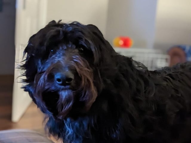 The delightful dogs of Derry and Inishowen, as sent in by proud Derry Journal readers.