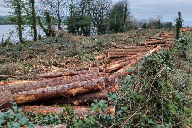 Felled pine trees at the popular Foyleside greenway
