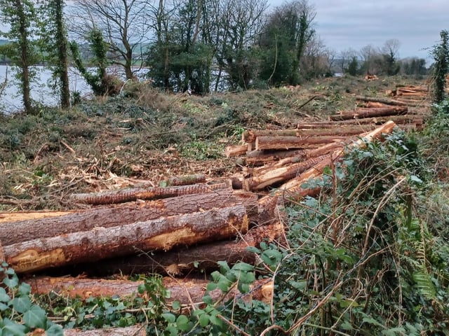 Felled pine trees at the popular Foyleside greenway