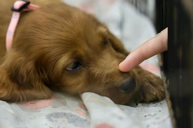 Shelters are full of rescue dogs who are looking for homes - Animal News Agency