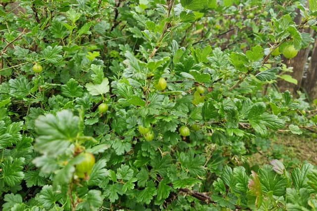 Young Gooseberries forming in my garden. Gooseberries are one of many fruits that do well in Ireland with minimum effort required.