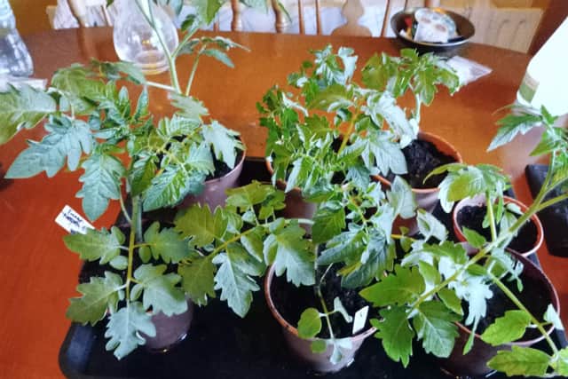 Tomato seedlings have come on leaps and bounds.