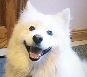 The delightful dogs of Derry and Inishowen, as sent in by proud Derry Journal readers.