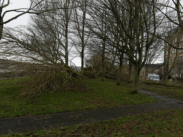 Trees along the Foyle Embankment uprooted by Storm Isha. Photo: George Sweeney