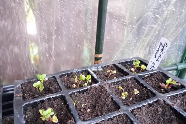 My late father's radish seeds have germinated 12 years after their use by date.