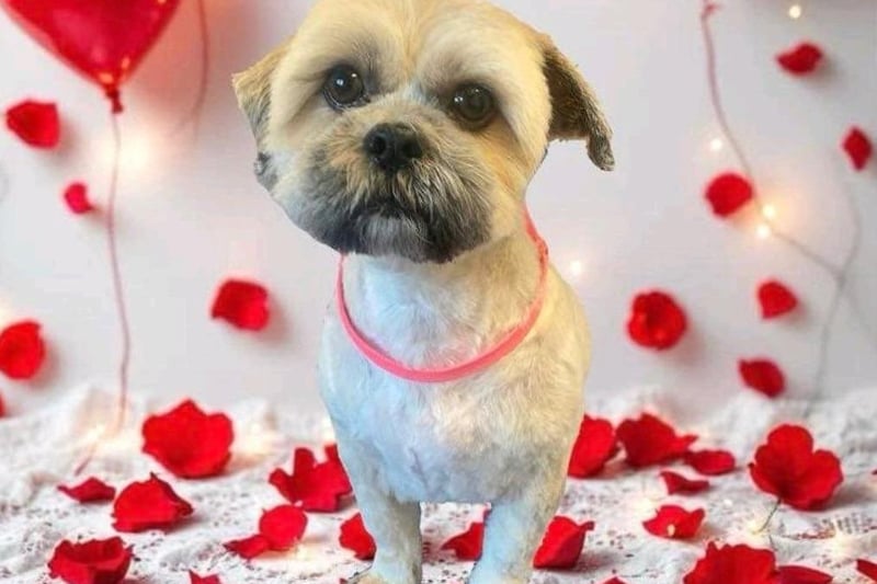 Milo from Derry by Seana McSherry.
