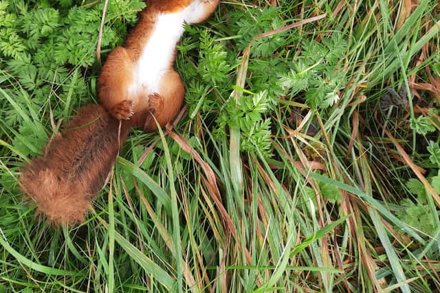 A red squirrel encountered by Mick Conway on Inch.