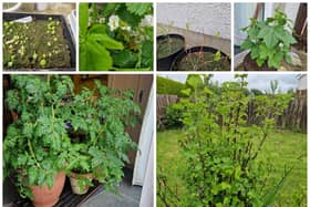 Thriving or at least surviving: Clockwise from top left: Alpine strawberry seedlings, last year's strawberry plants in bloom again, young blueberry plants, blackcurrant, tomatoes in pots and redcurrant.