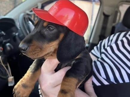 Peanut showing off his new hat