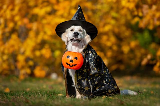 Derry dogs will have the chance to show off their Halloween costumes at SCARR's 'Howloween' Show.