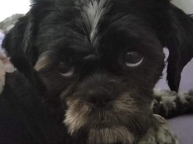 Wee Bella