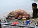 The walrus (photoL Stuart Ford)