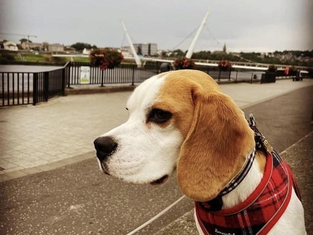 The delightful dogs of Derry and Inishowen, as sent in by proud Derry Journal readers.