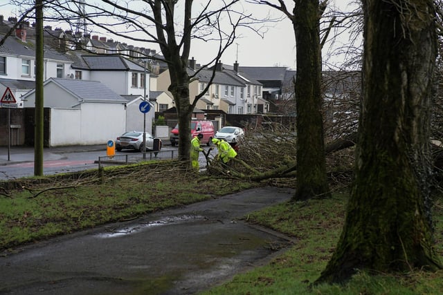 Trees along the Foyle Embankment uprooted by Storm Isha. Photo: George Sweeney