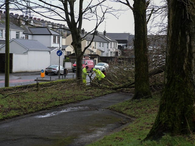 Trees along the Foyle Embankment uprooted by Storm Isha. Photo: George Sweeney