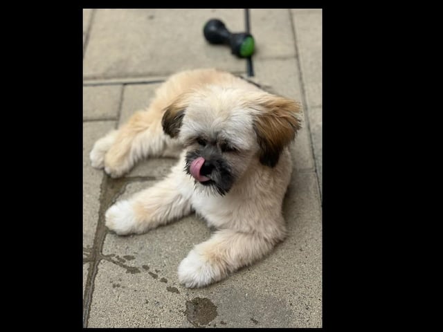 Rex