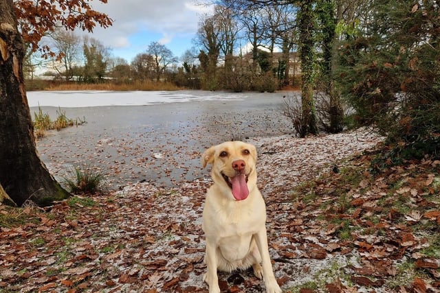 A selection of pictures sent in by Derry Journal readers of their beautiful dogs.