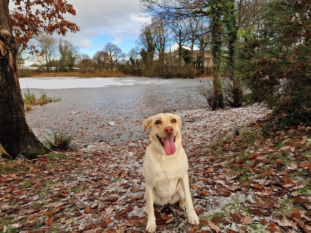 A selection of pictures sent in by Derry Journal readers of their beautiful dogs.