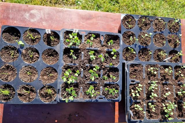 Well past their use by date, but the Brussel sprout and spring onion seeds have germinated along with the broccoli.